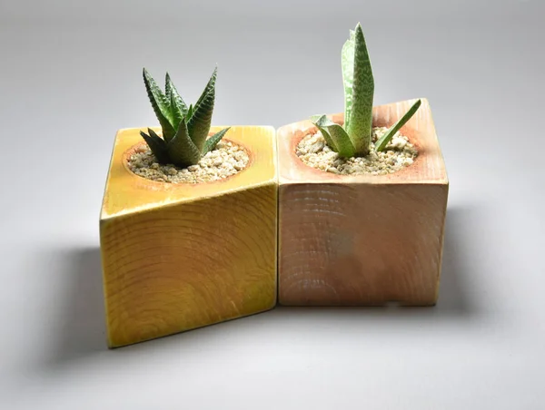 Kaktus Šťavnatý Ručně Vyráběné Hrnce Šedém Pozadí — Stock fotografie