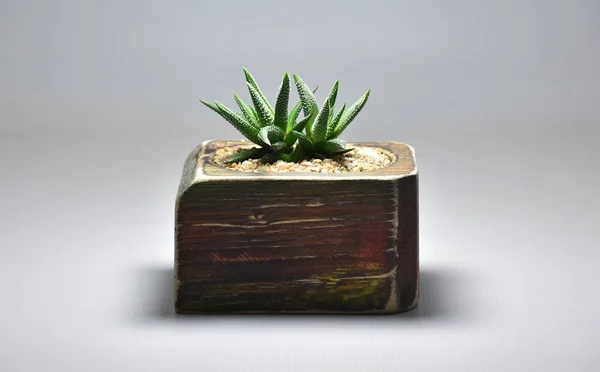 Cactus Succulent Handmade Pots Gray Background — Stock Photo, Image