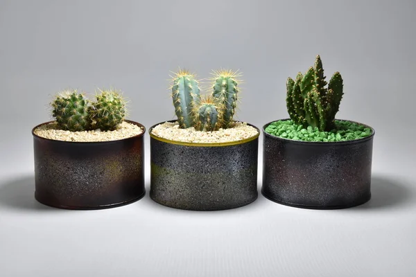 Gri arka planda el yapımı çömlek kaktüsü