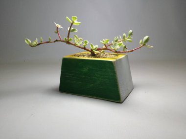 Kaktüs ve Sulu gri arka planda el yapımı tencereler.