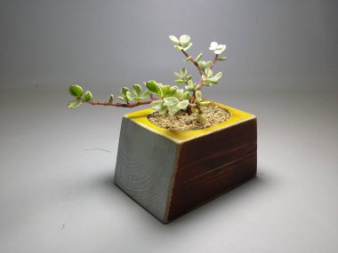 Kaktüs ve Sulu gri arka planda el yapımı tencereler.