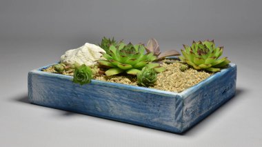 Kaktüs ve Sulu gri arka planda el yapımı tencereler.