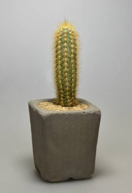 Gri arka planda el yapımı çömlek kaktüsü