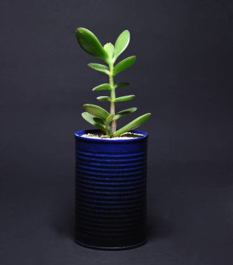 Koyu arkaplandaki saksılarda sulu 