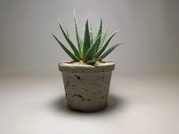 Kaktus Und Sukkulente Handgemachten Töpfen Auf Grauem Hintergrund — Stockfoto