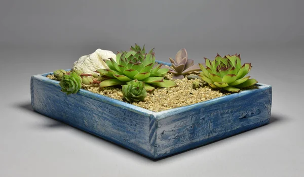 Cactus Succulent Handmade Pots Gray Background — Stock Photo, Image