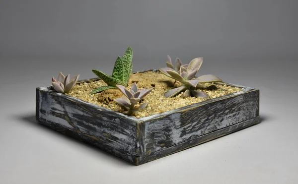 Kaktus Šťavnatý Ručně Vyráběné Hrnce Šedém Pozadí — Stock fotografie