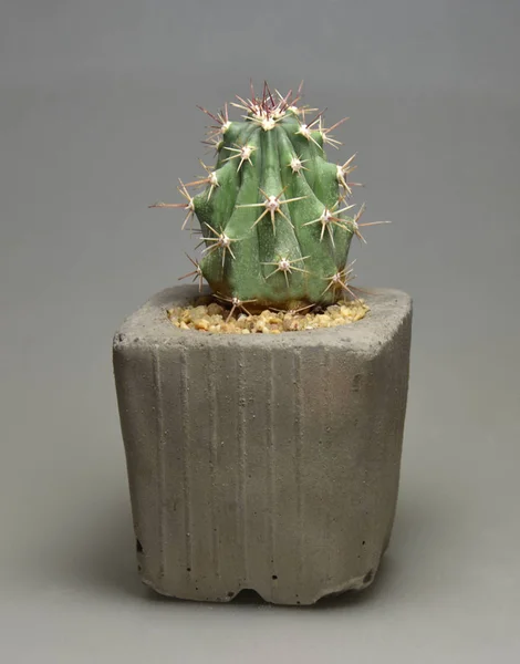 Kaktus Handgemachten Töpfen Auf Grauem Hintergrund — Stockfoto