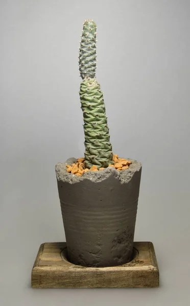 Gri arka planda el yapımı çömlek kaktüsü