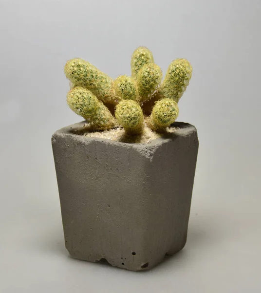 Kaktus Ručně Vyráběné Hrnce Šedém Pozadí — Stock fotografie