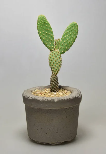 Cactus Vasi Fatti Mano Sfondo Grigio — Foto Stock