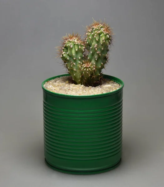 Gri arka planda el yapımı çömlek kaktüsü