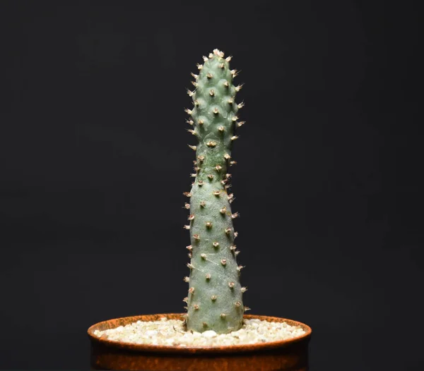 Cactus Macetas Sobre Fondo Oscuro — Foto de Stock