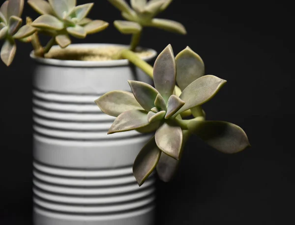 Succulent Dans Des Pots Sur Fond Sombre — Photo