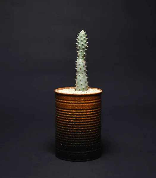 Kaktus Hrncích Tmavém Pozadí — Stock fotografie