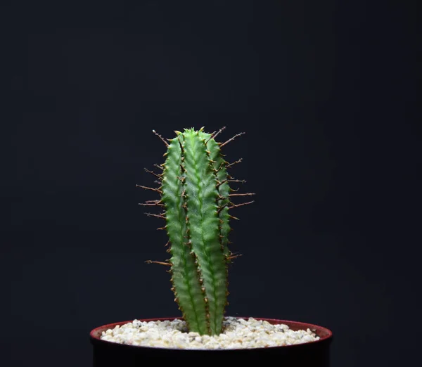 Kaktus Töpfen Auf Dunklem Hintergrund — Stockfoto