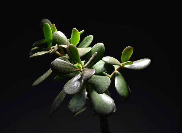 Succulent Pots Dark Background — Stock Photo, Image