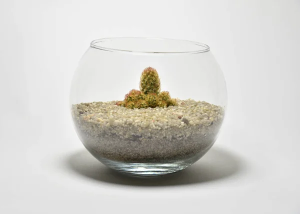 Kaktüs ve Sulu cam kapta beyaz arka planda