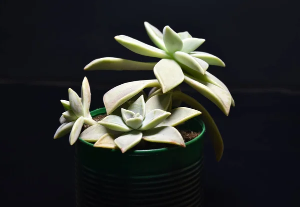 Succulent Pots Dark Background — Stock Photo, Image