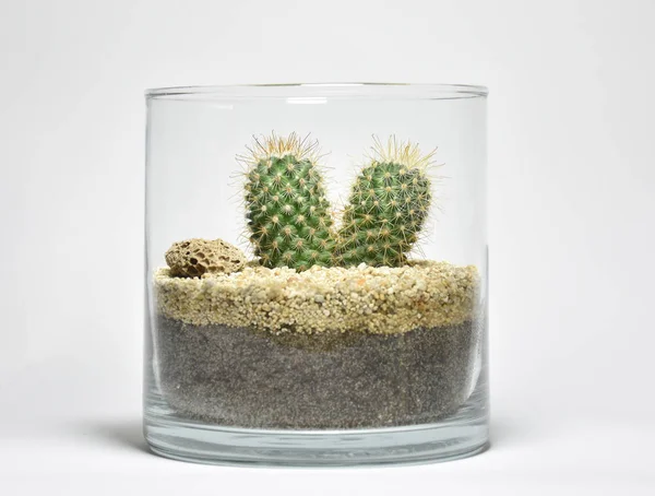 Cactus Succulente Vaso Vetro Fondo Bianco — Foto Stock