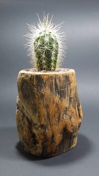 Cactus Vaso Legno Fatto Mano Sfondo Grigio Scuro — Foto Stock