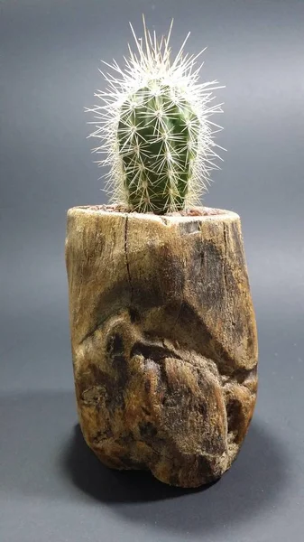 Cactus Vaso Legno Fatto Mano Sfondo Grigio Scuro — Foto Stock