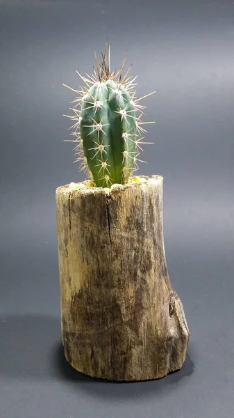 Cactus Handgemaakte Houten Pot Donkergrijze Ondergrond — Stockfoto