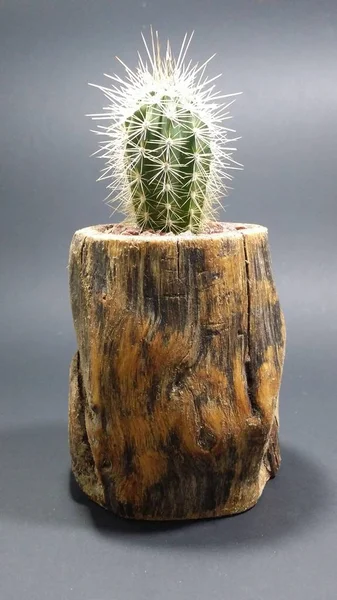 Cactus Handgemaakte Houten Pot Donkergrijze Ondergrond — Stockfoto