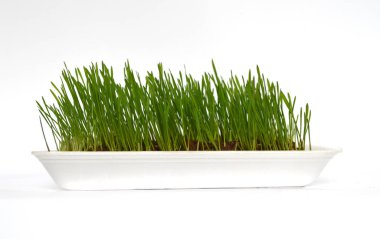 Kavanozda Tahıl Mikro Yeşiller