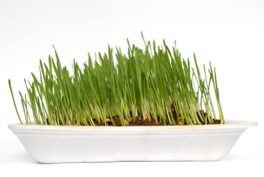 Kavanozda Tahıl Mikro Yeşiller