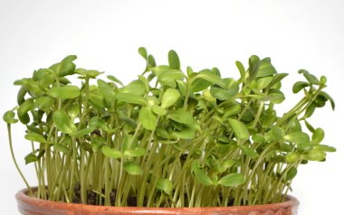 Ayçiçekleri küçük yeşillikler tencerede