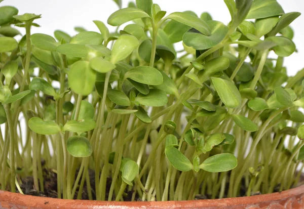 Sonnenblumen Mikroskopisch Grün Topf — Stockfoto