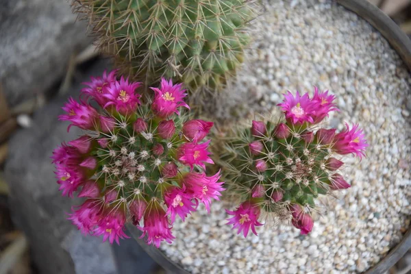 Cacti Blooming Flower Cacti — Stock Photo, Image
