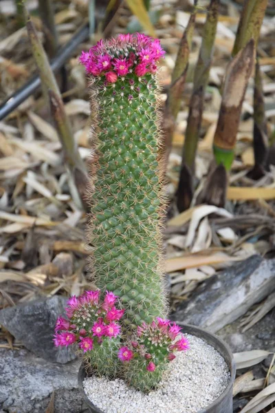 Cacti Blooming Flower Cacti — 스톡 사진