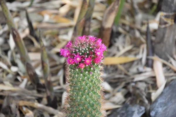 Kaktusy Rozkwicie Kwiat Kaktusów — Zdjęcie stockowe