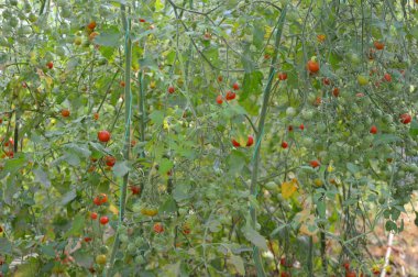 Organic growing red cherry tomatoes