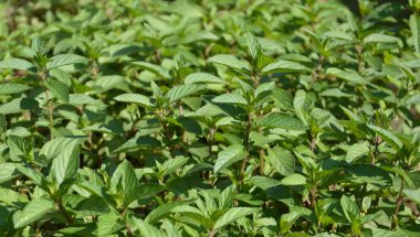 Organic growing green mint pepermint