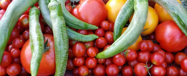 Organic Growing Tomatoes Pepers Cherry Tomatoes — Stock Photo, Image