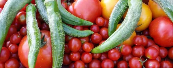 Organic Growing Tomatoes Pepers Cherry Tomatoes — Stok fotoğraf