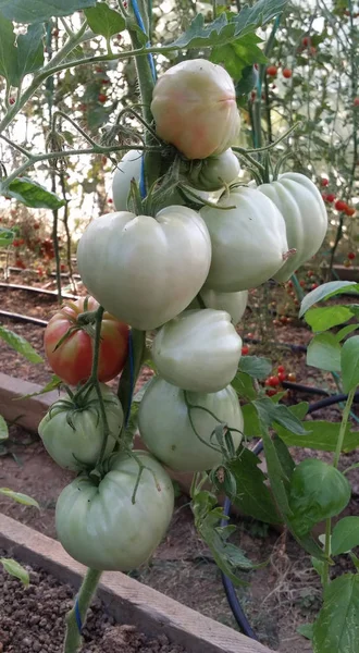 Organic Growing Unripe Red Tomato Tree — Stok fotoğraf