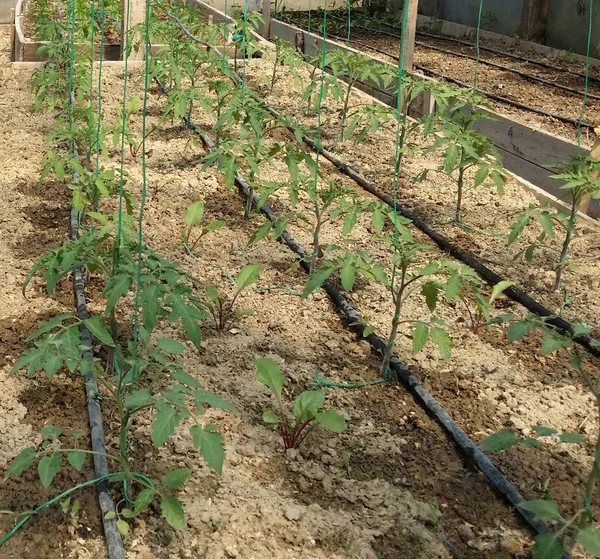 Organic growing unripe red tomato on tree