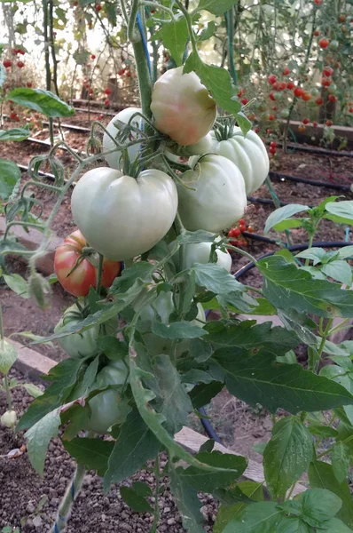 Tomate Rojo Inmaduro Crecimiento Orgánico Árbol —  Fotos de Stock