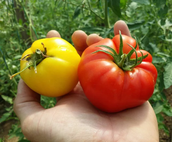 Organic Growing Red Yellow Tomatoes — Stock Photo, Image