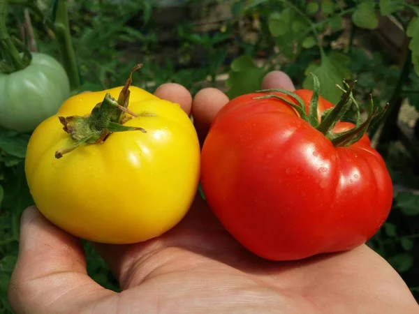 Organic Growing Red Yellow Tomatoes — Stok fotoğraf