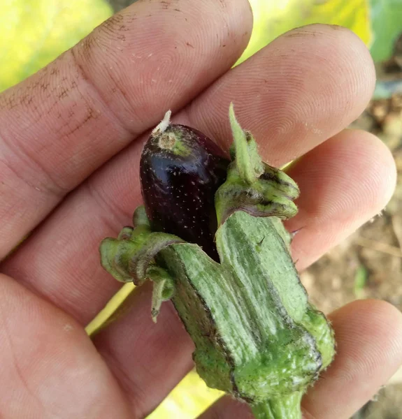 Organic Growing Baby Eggplant Closeup — Stok fotoğraf