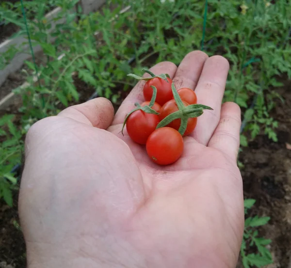 Tomates Rojos Cereza Cultivo Ecológico — Foto de Stock