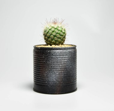 Geri dönüşümlü kaktüs ve gri arka planda boya tenceresi