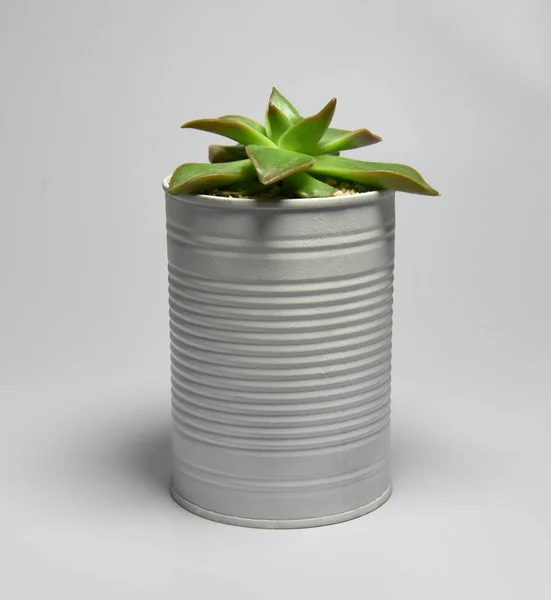 Succulent Recycled Painted Can Pot Gray Background — Stock Photo, Image