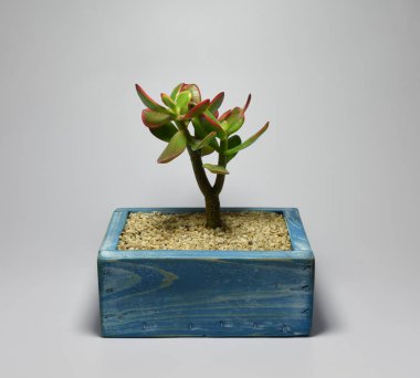 Gri güneşlikte el yapımı ahşap tencerede sulu.