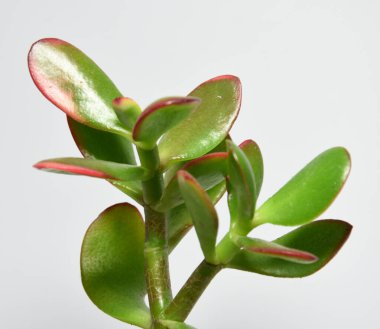 Gri güneşlikte el yapımı ahşap tencerede sulu.